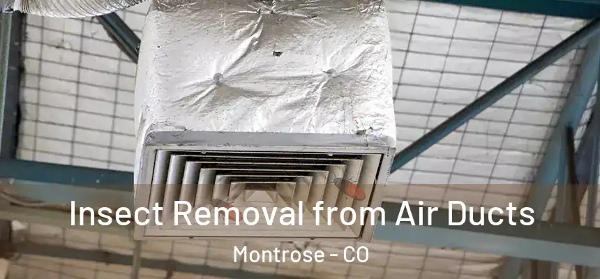  Insect Removal from Air Ducts Montrose - CO