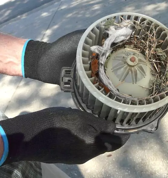 About Air Duct Mice Removal in Montrose, CO